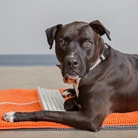 Black dog lying on orange rug with paw on keyboard