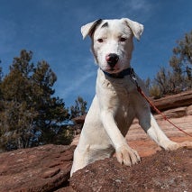 White and black puppy standing on rock with blue skies behind