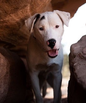 White dog in canyon looking at camera