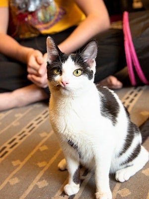 Black and white cat sitting in front of person wearing a yellow shirt