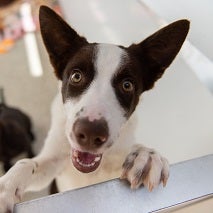 Black and white dog with big ears 