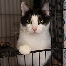 White and black cat with front paw on cage