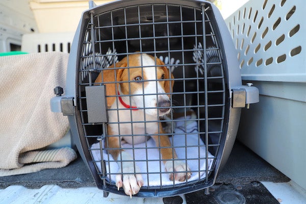 a brown and white dog in a kennel on a transport van