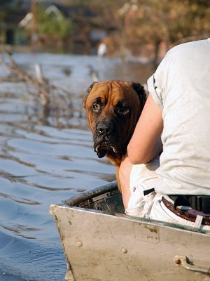 Brown dog in boat being rescued