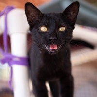 Black kitten looking at camera meowing