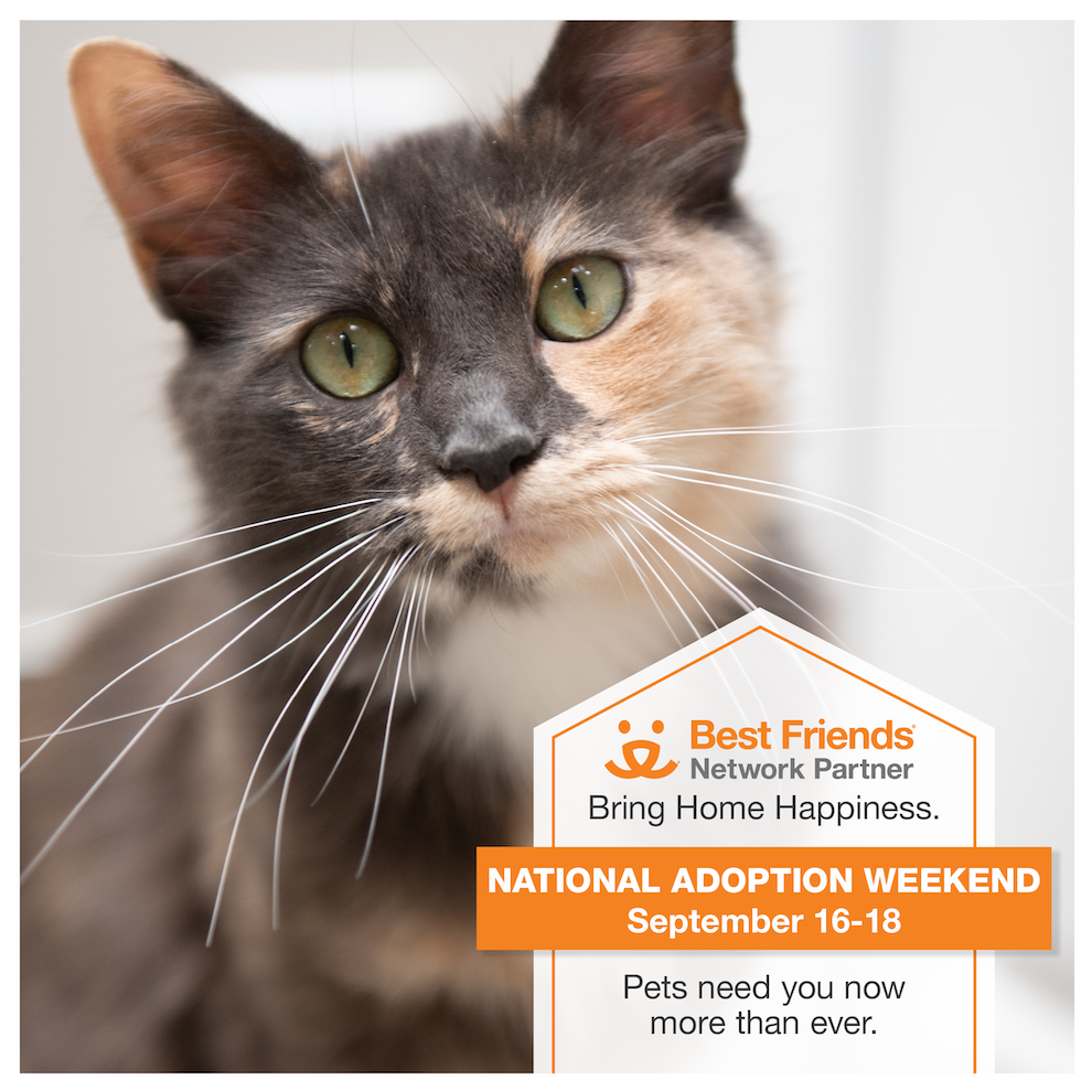 Best Friends Animal Society Adoption Event Promotional Image Cat