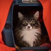 White and tabby long haired cat lying in red carrier