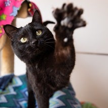 Black cat with paw stretched out towards camera