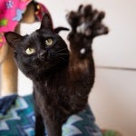 Black cat with front paw reaching up towards camera