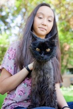 Woman with long dark hair with long haired black cat sitting on lap