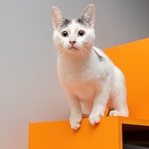 White cat on orange shelf