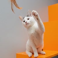 White cat on orange steps swatting at feather toy