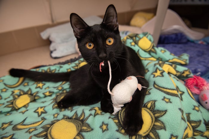 A black cat looking at the camera holding a toy mouse in his mouth