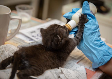 Black kitten being bottle fed