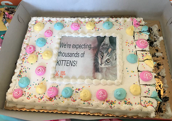 Kitten Shower Cake