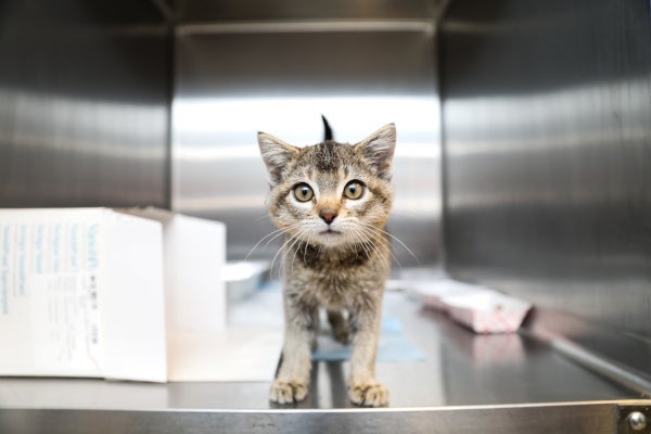 a kitten in an animal shelter cage looks directly into the camera