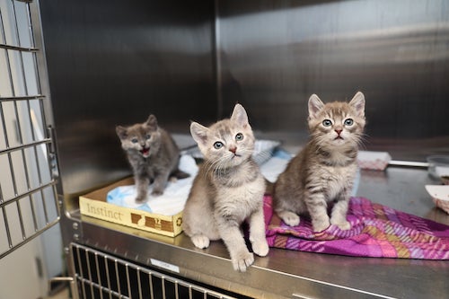 group of gray tabby kittens in a cage at an animal shelter