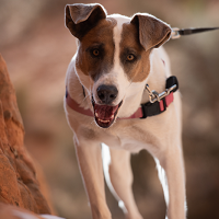 White and tan pit bull type dog wearing red harness