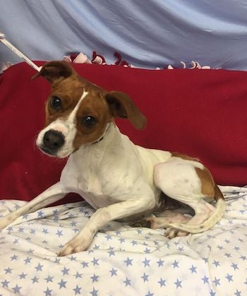 A small white and brown dog adopted from McCook Humane Society
