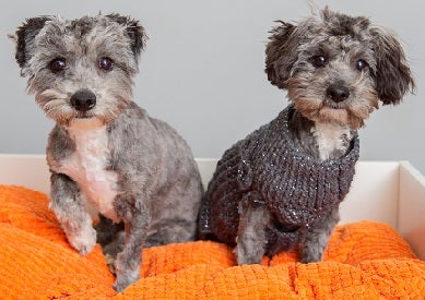 Two gray dogs sitting in orange and white dog bed