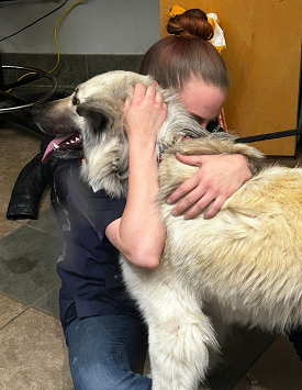 Big fluffy dog being hugged by owner