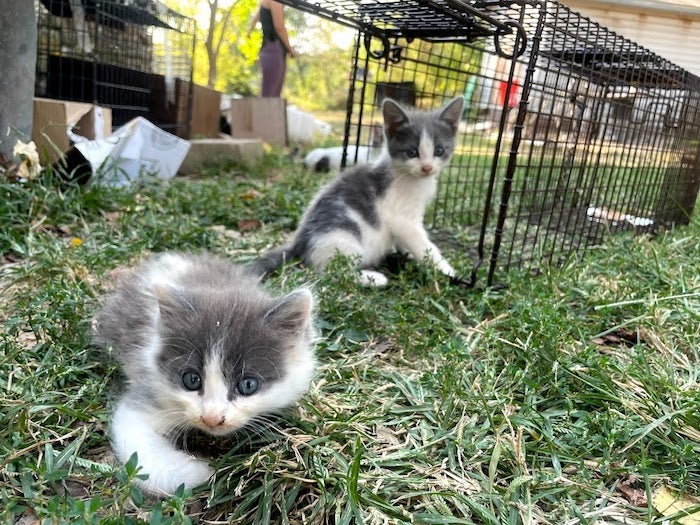 two kittens near a trap used for TNVR