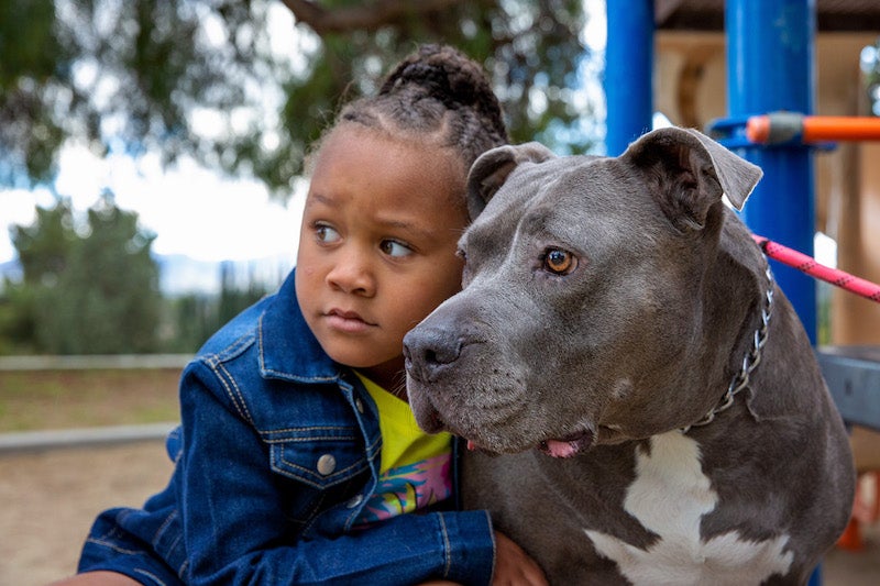 a young girl on a playground with a pit bull terrier type dog