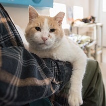 White and tan cat lying on person wearing a plaid shirt's arm