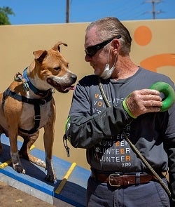 Man in a gray shirt holding green dog toy to the right of tan dog on ramp