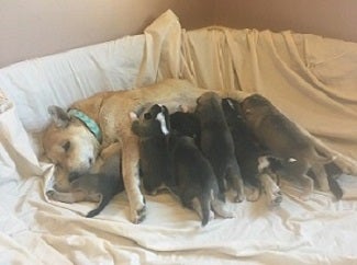 Mom dog nursing puppies