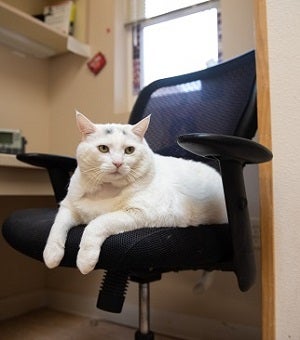 White cat lying in black desk chair