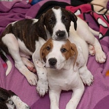Black white hound puppy resting chin on brown and white hound puppy's head