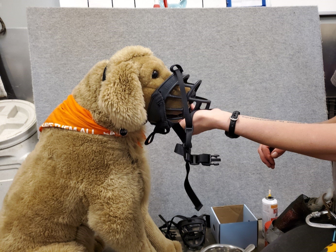 Muzzle with treat inside being placed on a plush dog for training 