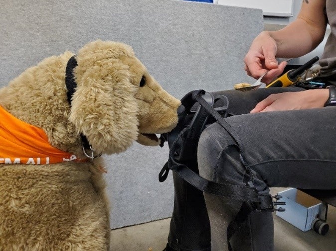 Muzzle training demonstrated on a plush dog