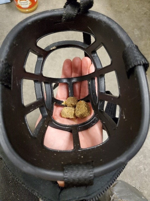 Dog muzzle with treats placed inside for training