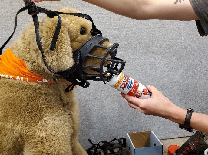 Muzzle training demonstrated on a plush dog