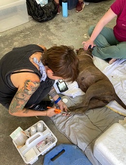 Volunteer clips brown dog's nail while dog is lying down