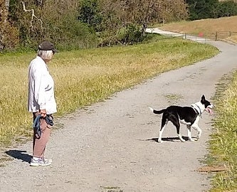 Black and white dog walking with owner