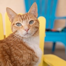 Orange cat sitting in yellow chair with blue chair in background