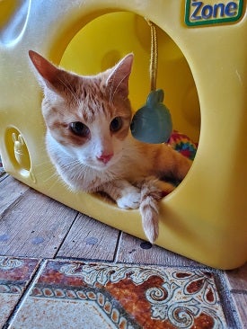 Kitten in yellow cat tent