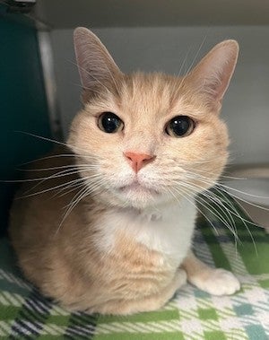 An orange cat adopted from Onslow County Animal Services in North Carolina
