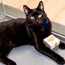 Black cat lying on floor with tiny gift box between its front paws
