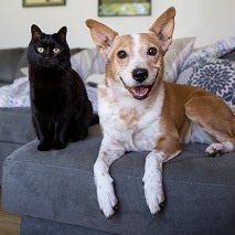 White and tan dog lying on gray couch with black cat
