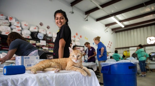 Woman smiling at orange cat lying on table