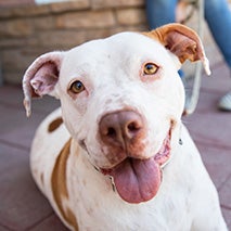 White and brown pit bull type dog looking at camera smiling