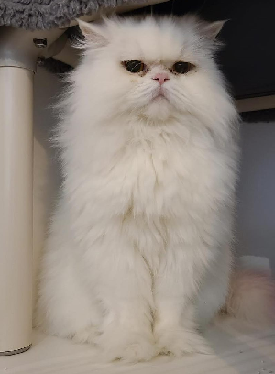White long haired cat sitting under cat tree