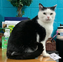 Black and white cat sitting on desk