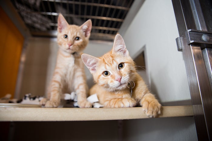Two young orange kittens looking into the camera posing like it's an album cover