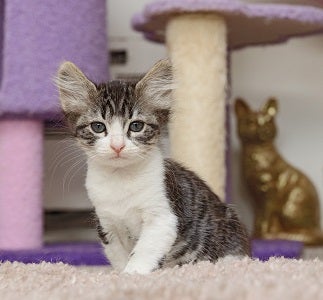 White and tabby kitten sitting in front of cat tree