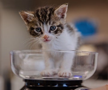 Kitten in the bowl of a scale